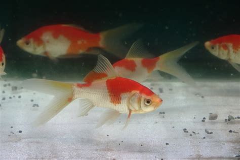 山形金魚|成澤養魚場｜庄内金魚と錦鯉の魅力を皆様